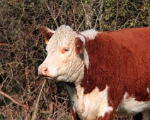Hereford kvaeg IMG_0319